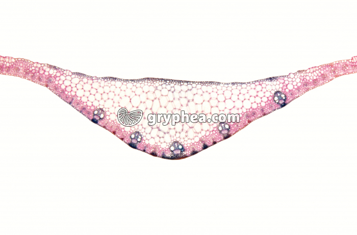 Feuille de Maïs CT x7 - gryphea.com